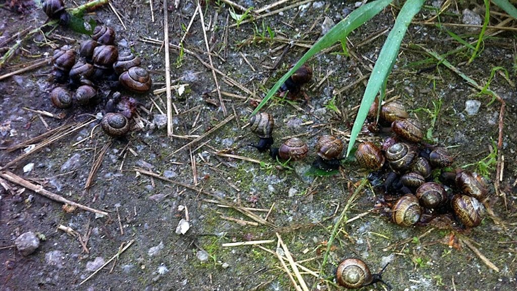 Lehtokotiloita Espoon Laajalahdella toukokuussa 2012.