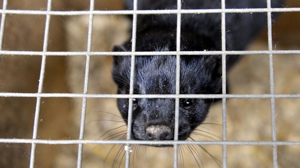 Hyvin monet puheenvuoron pitäjät kiittivät, että kansalaisaloitteella kansalaisten vaikutusmahdollisuudet kuitenkin lisääntyvät.