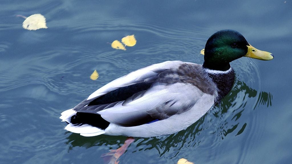 Sinisorsa eli heinäsorsa uiskentelee syksyn lehtien seassa Helsingissä 28. lokakuuta 2009.