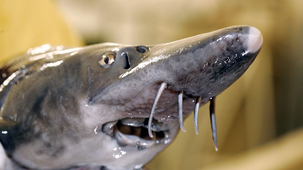 Kuvassa 6-vuotias sammen emokala. Se painaa noin 8 kiloa.