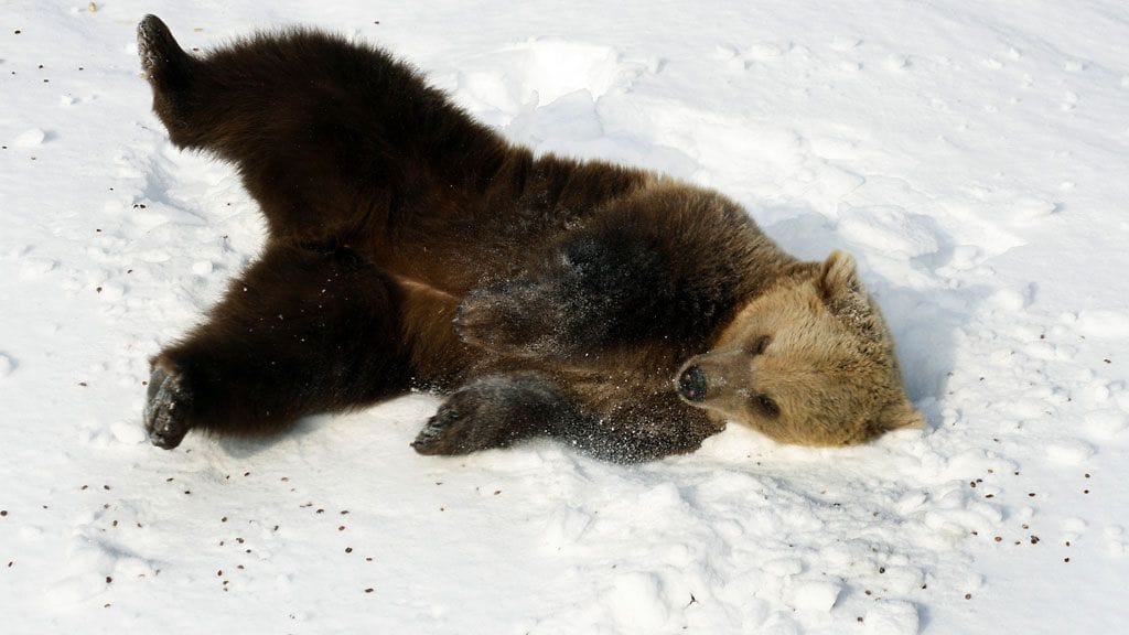 Kuvituskuva karhusta. Kuvan karhu ei liity uutiseen.