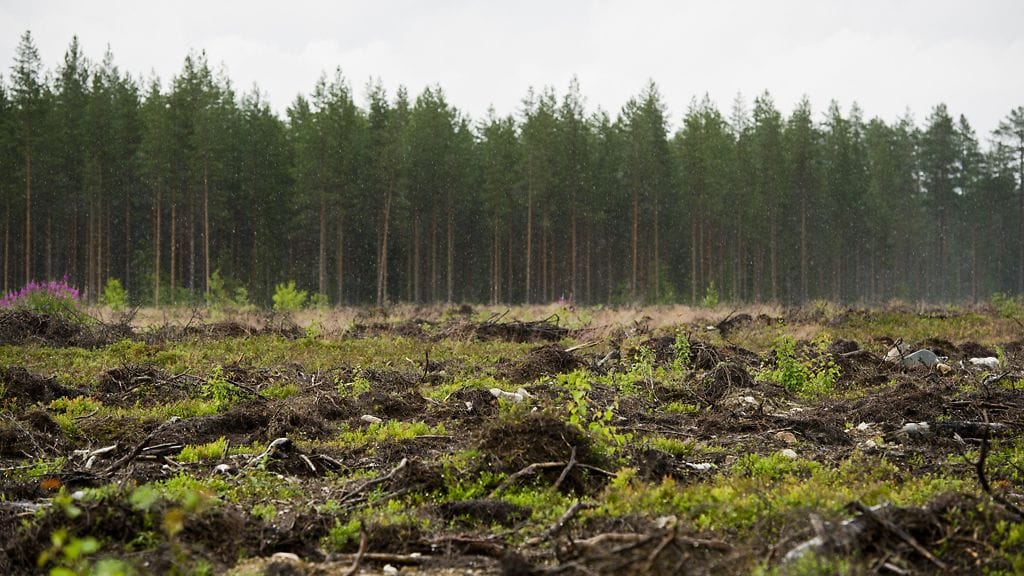 Bioöljyä voidaan valmistaa esimerkiksi hakkuujätteestä.