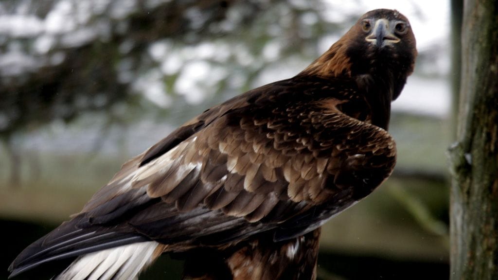 Pudasjärveltä löytyi viime viikolla pesäänsä ammuttu kotka. Arkistokuva.