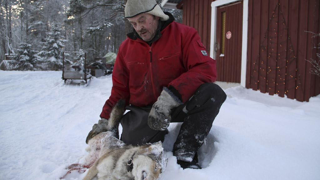 Merikotka raateli Keri-koiran Siikajoen Karinkannassa 7.2.2012. Kuva: Tuulikki Nousiainen/Raahen Seutu