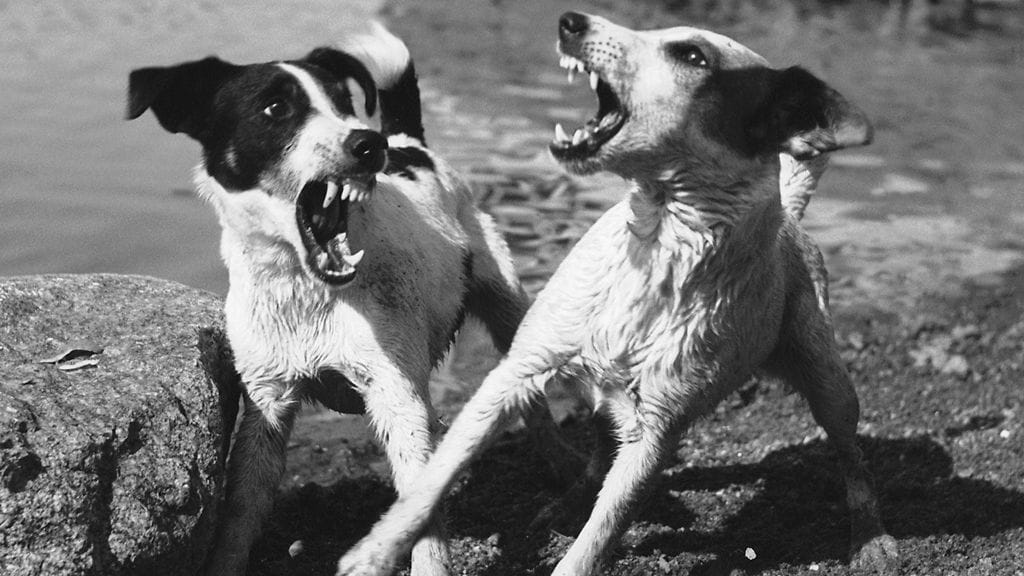 Kuvituskuva. Rabies tarttuu sylkikontaktista. Se tunnetaan eläimillä nimellä raivotauti ja ihmisellä nimellä vesikauhu.