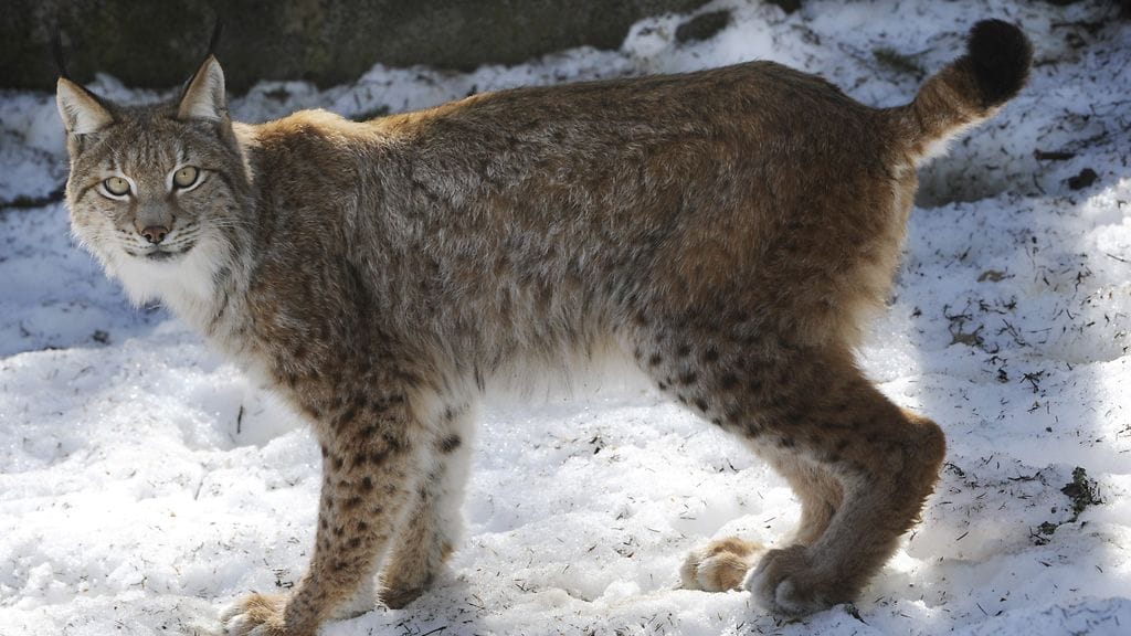 Ilves (Lynx lynx) Ähtärin eläintarhassa.