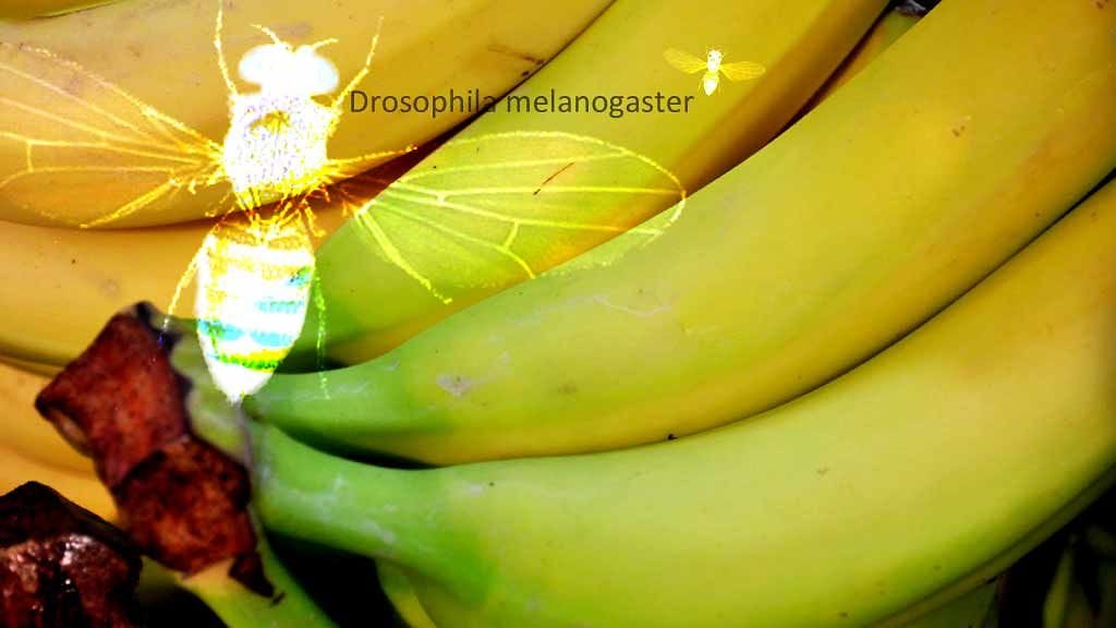 Pienen siemenen kokoisella kärpäsellä on erittäin pienet aivot.