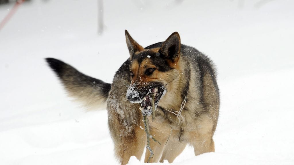 Koira oli purrut ihmistä aiemminkin kesällä 2016. Kuvituskuva.