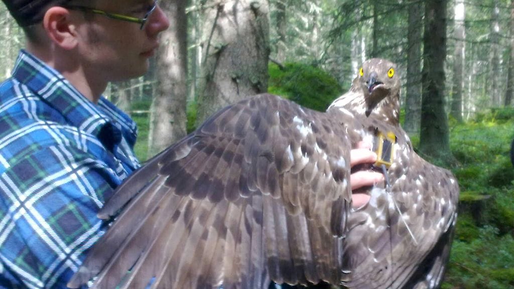 Mehiläishaukka Päivin pelättiin jo menehtyneen, mutta onneksi luulo osoittautui vääräksi.