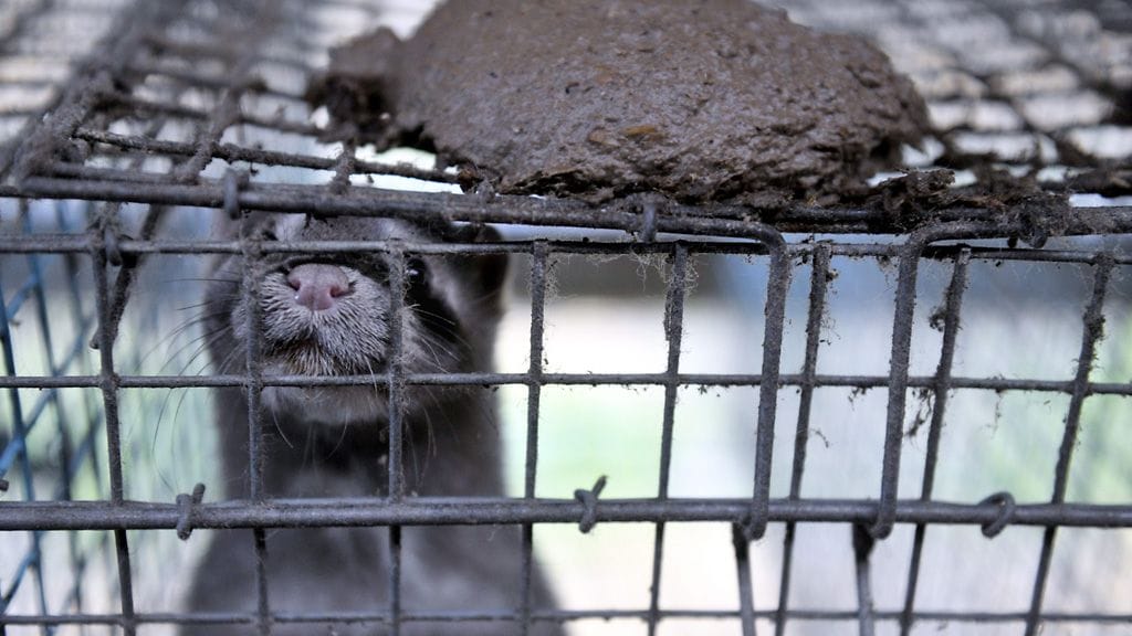 Eläinten Vapautusrinta on iskenyt muun muassa minkkitarhalle.