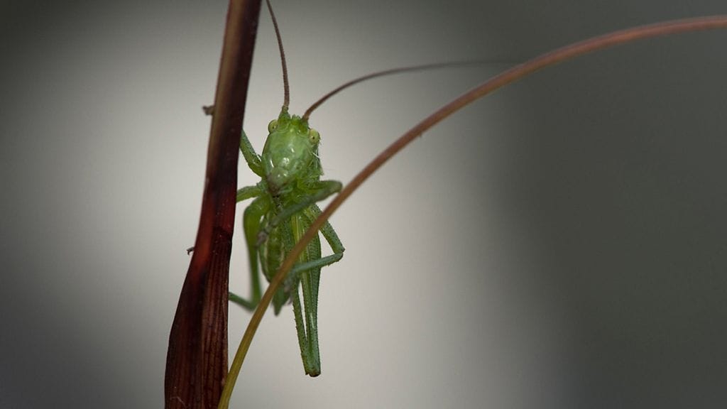 Heinäsirkoissa on proteiinia.