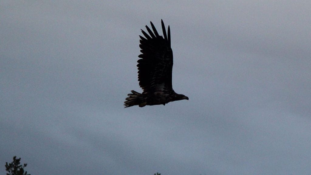 Merikotka on yleistynyt huomattavasti koko Suomessa.