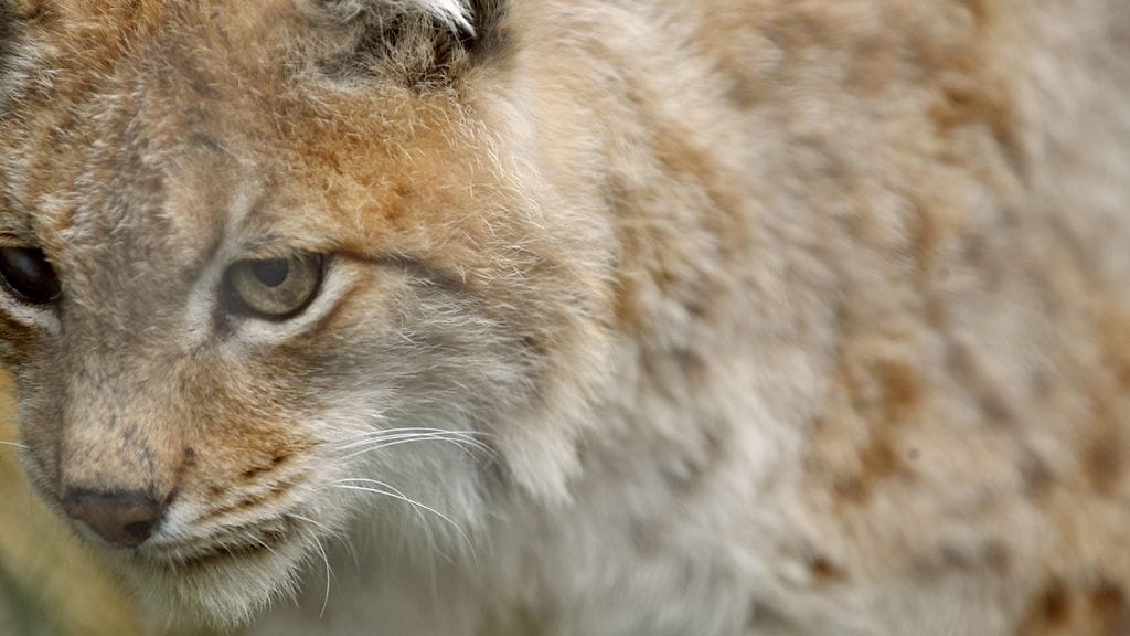 Kuvituskuvassa ilves Kuusamon suurpetokeskuksessa.