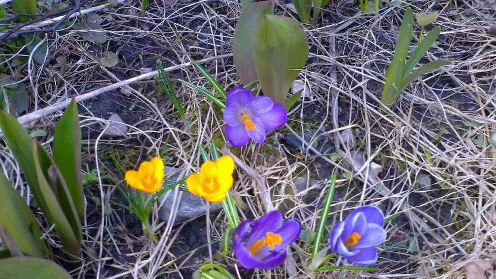 Ensimmäiset krookukset ovat nousseet kukkimaan ainakin eteläisessä Suomessa. Loppuviikolla kevään etenemisen vauhti voi hiipua, kun lämpötilat laskevat.
