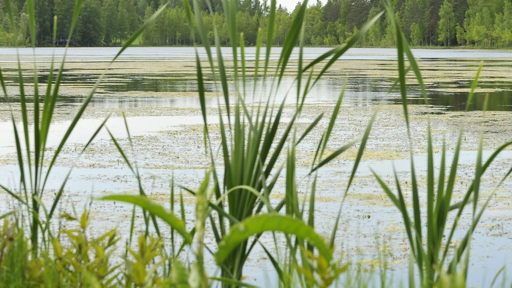 Kuvituskuva.