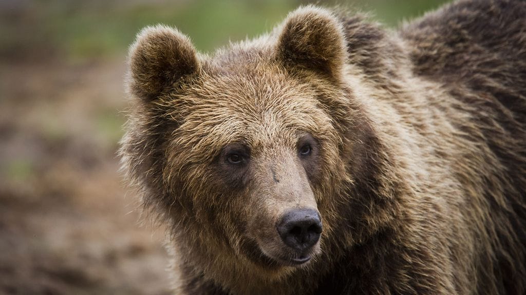 Ministeriön tavoitteena on, että lupien myöntämisessä huomioitaisiin joustavammin karhujen aiheuttamat vahingot.
