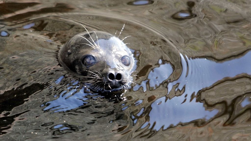 Saimaannorpat voivat saada nimensä esimerkiksi nimipäivän tai ulkonäkönsä perusteella.