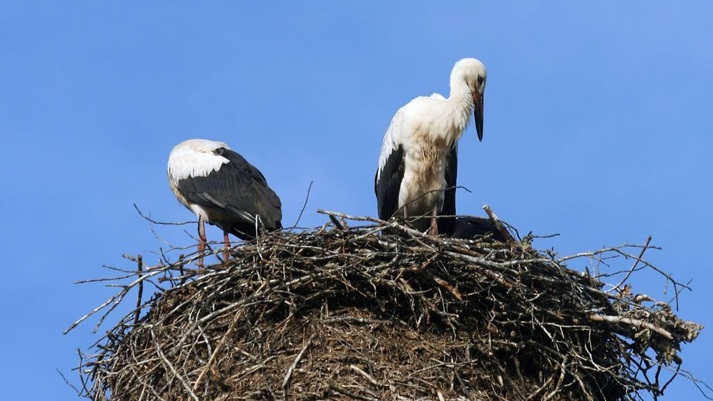 Skromnov asensi ensimmäisen pesäkameransa mustahaikaran pesän vierelle. Kuvassa haikaroita pesässään savupiipun päällä Lahemaan kansallispuistossa.