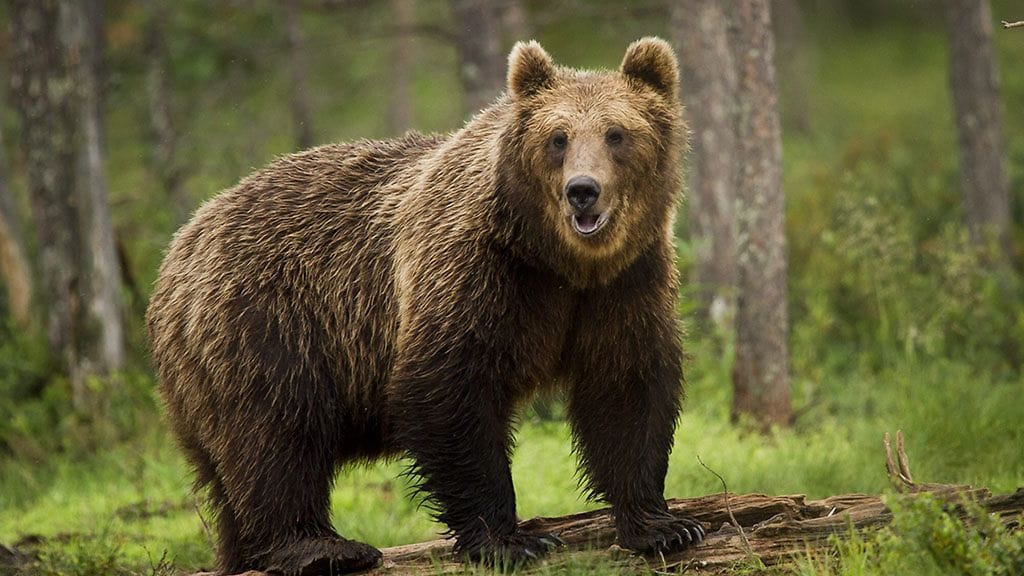 Karhun kansa -nimiselle uskonnolliselle yhteisölle karhu on pyhä eläin.