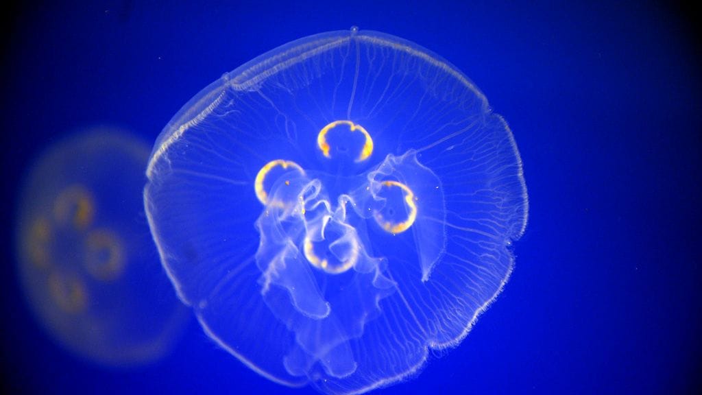 Oikea meduusa elää meressä ja on suosittu alkupalaherkku Kiinassa.