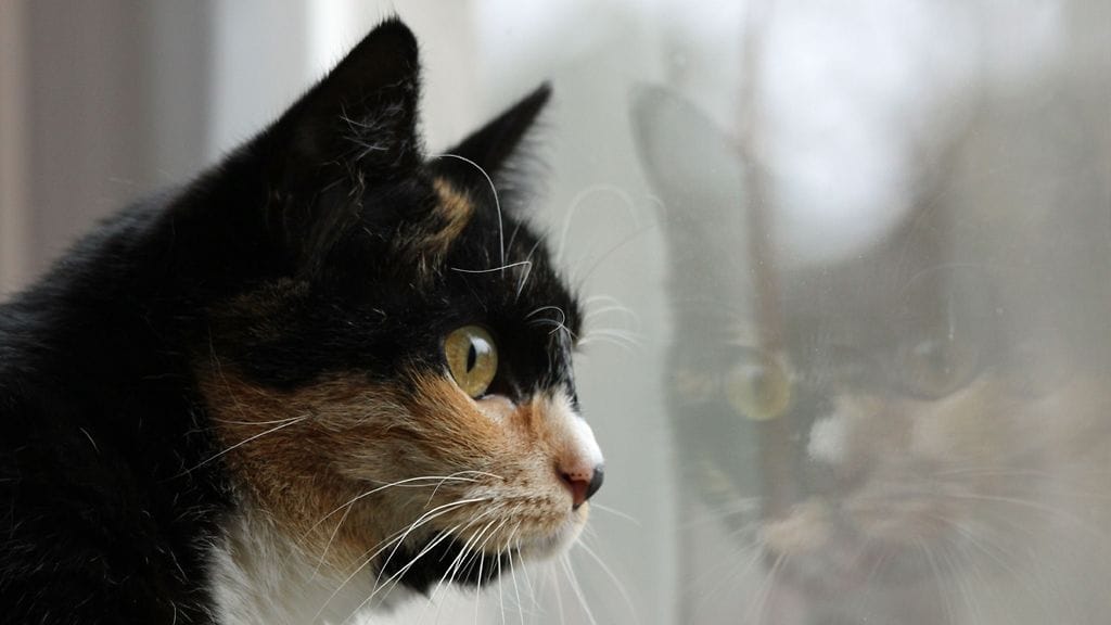 Toksoplasmoosi on piilevä alkueläininfektio, joka tarttuu ihmiseen kissan ulosteesta, huonosti pestyistä kasviksista tai raa'asta lihasta. Osa sairastaa nuhakuumeen tavoin oireilevan taudin tietämättään.