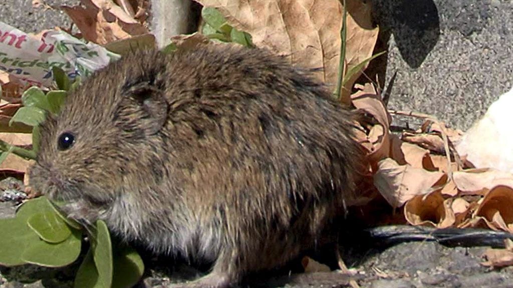 Myyrä levittää jänisruttoa.