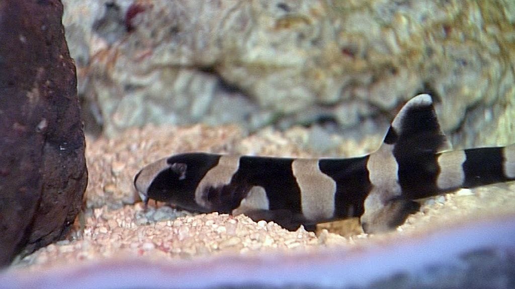 Bambuhain poikasen raidat häviävät sen aikuistuttua.