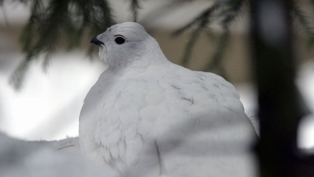 Riekko ja kiiruna on rauhoitettu koko Suomessa Enontekiötä, Inaria ja Utsjokea lukuun ottamatta.