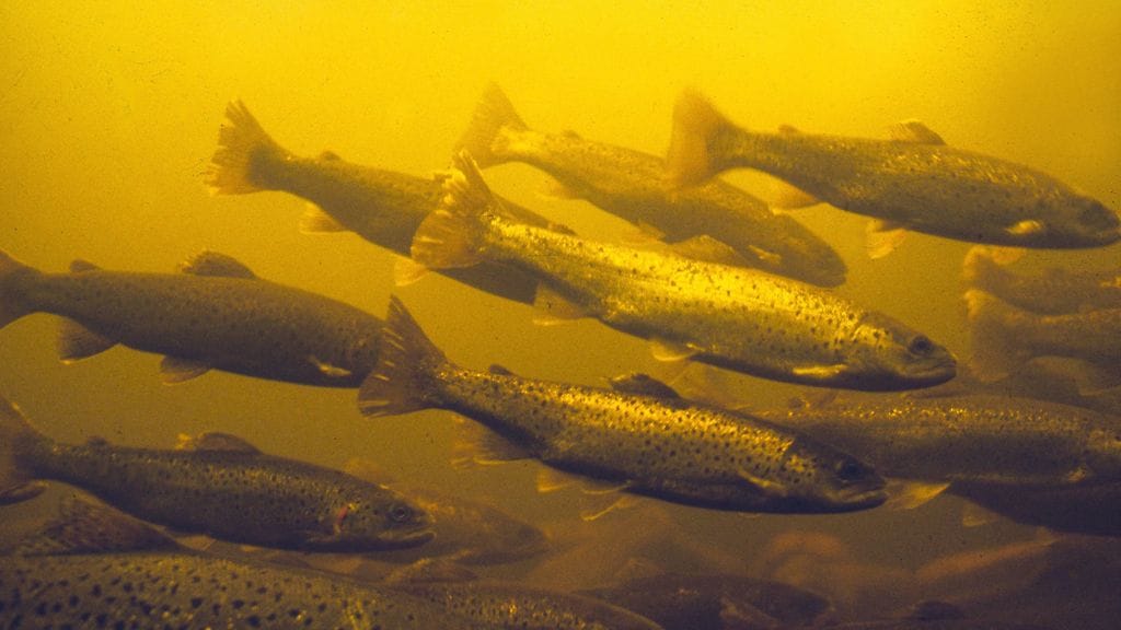 Ruokaviraston mukaan bakteeritauti ei ole vaarallinen ihmiselle. Kuvituskuva.