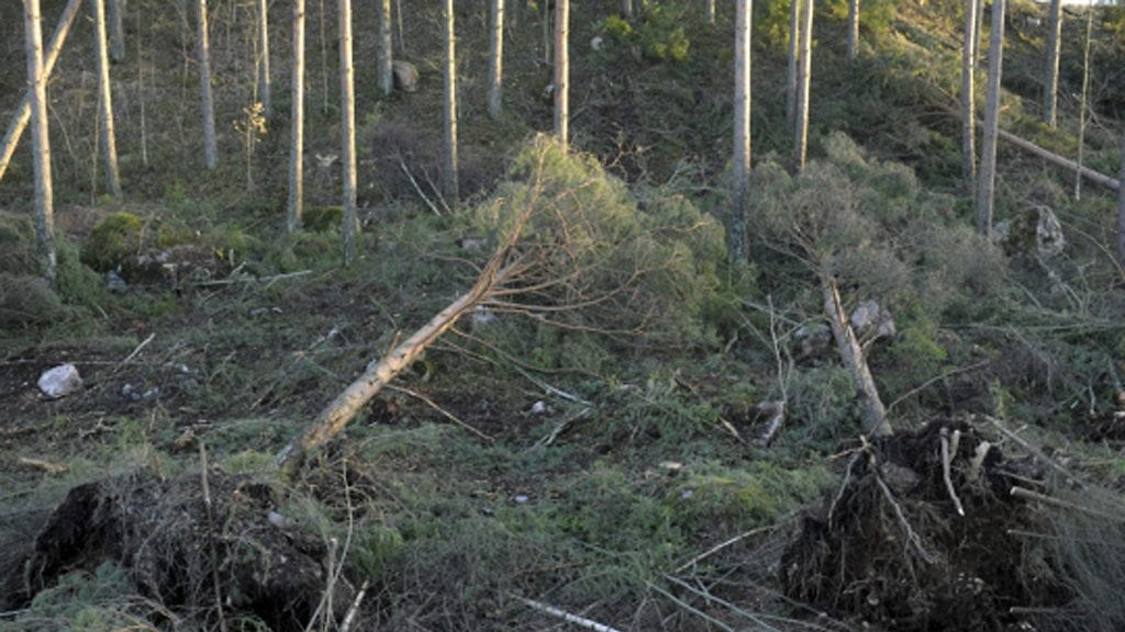 Tapaninpäivän myrskyn kaatamia puita Lohjalla. Tapaninpäivän myrsky on aiheuttanut metsänhoitoyhdistysten mukaan laajoja tuhoja ainakin Varsinais-Suomen, Satakunnan ja Länsi-Uudenmaan metsissä. Kuva: Lehtikuva