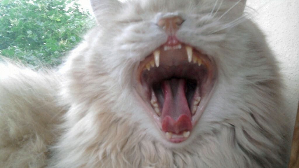 Terävyyttä peliin! T.Kotikatsomon pikkukultaleijona, Wellu-kissa