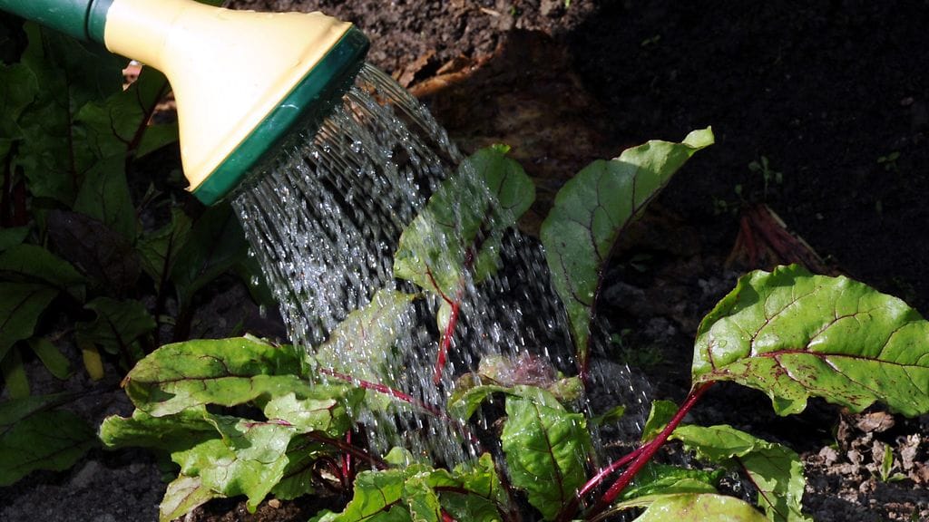 Kotimaiset kasvikset ovat tuoreen selvityksen mukaan puhtaudessaan Euroopan kärkeä.