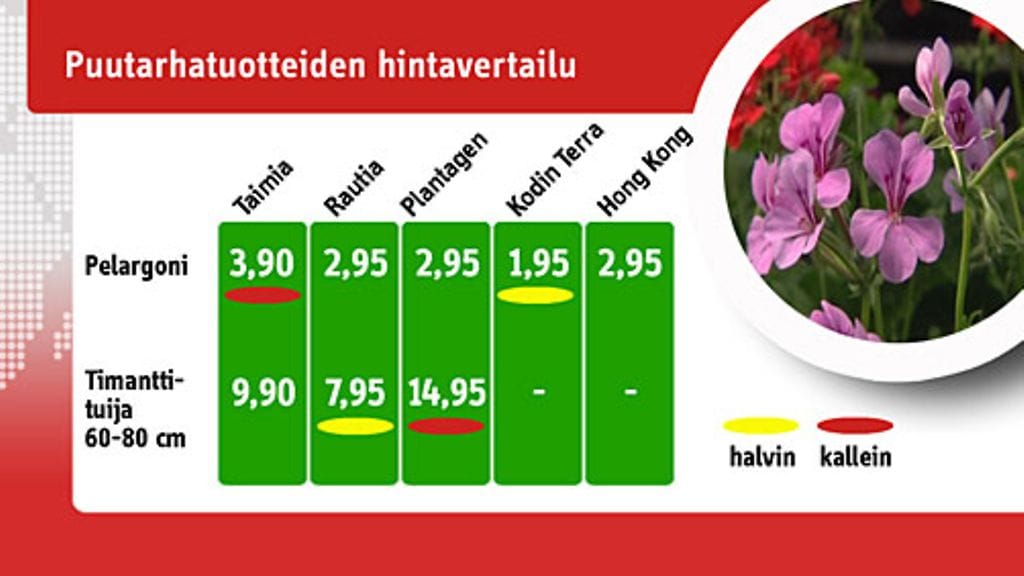 Puutarhavertailu 23.5.2010. Kuva: MTV3