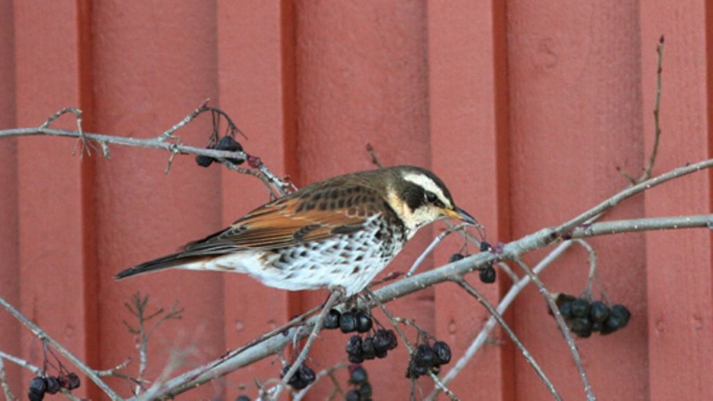 Ruostesiipirastas on bongattu Suomessa kuudesti. (Kuva: Antti Pesola)
