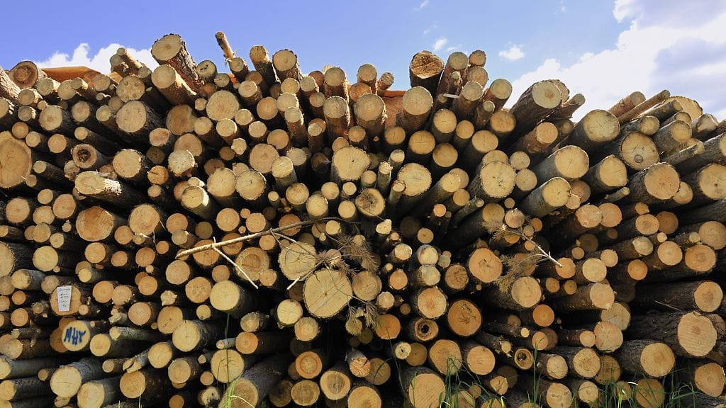 Jos metsää hoitaa oikein, se myös tuottaa paremmin. Kuvassa energiapuuta.