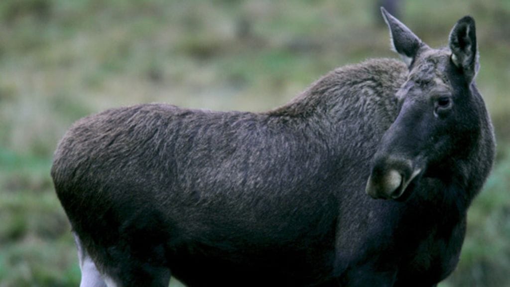 Kuvituskuva. Kuvan hirvi ei liity tapaukseen.