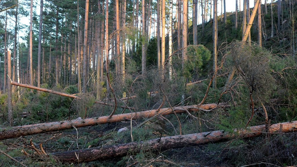 Tapaninpäivän myrskyn kaatamia puita Lohjalla tiistaina 27. joulukuuta 2011. Kuva: Lehtikuva.