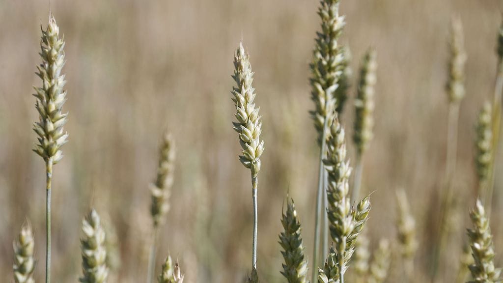 Ruplan romahdettua viljan viennistä tuli erittäin kannattavaa, mikä näkyi kotimarkkinoilla hinnannousuna.