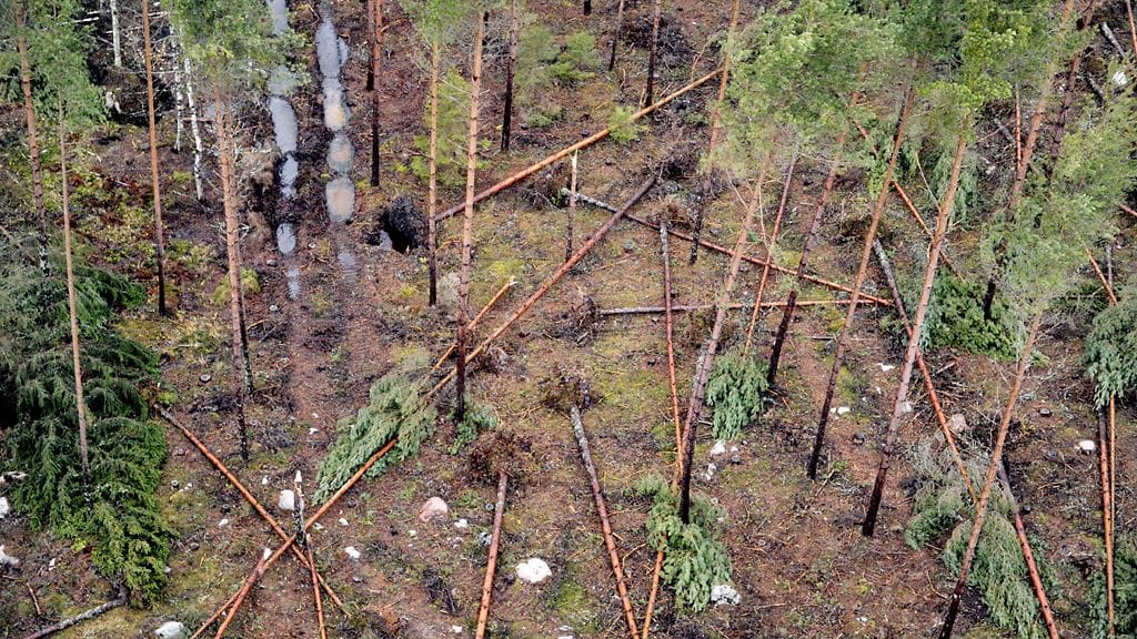 Tapaninpäivän ja Hannun päivän myrskytuhoja Långvikissä, Kirkkonummella 30. joulukuuta 2011 helikopterista nähtynä. Kuva: Lehtikuva.