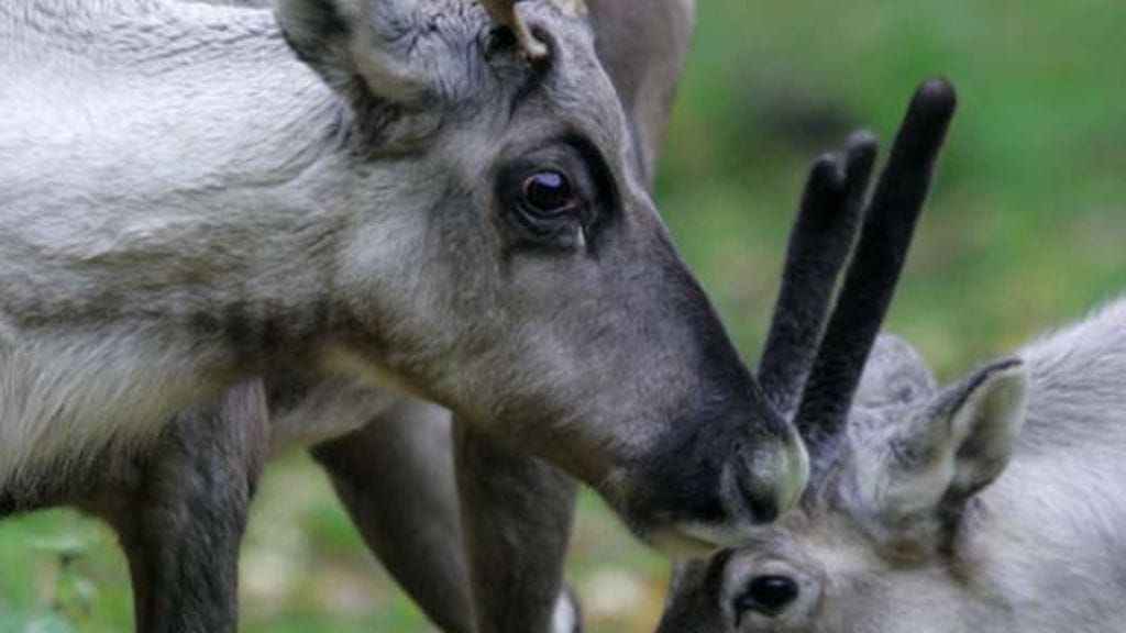 Poroihin kohdistuvat petovahingot ovat Paliskuntain yhdistyksen mukaan lisääntyneet. Kuvituskuva.