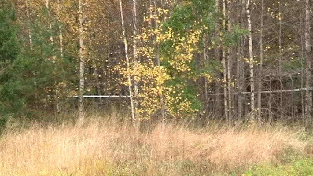 Siepattu 8-vuotias tyttö löytyi tässä metsikössä olevasta mökistä.