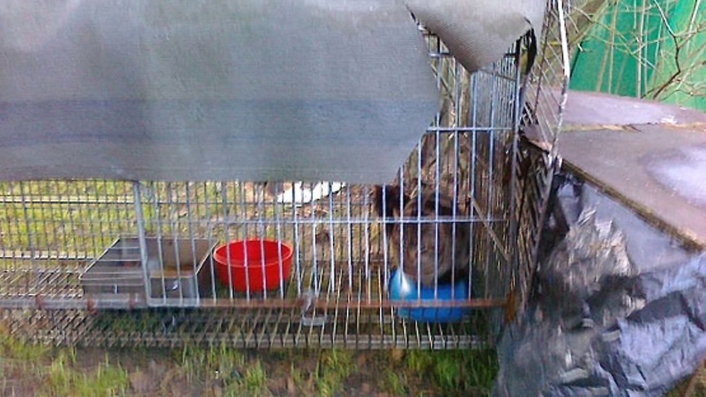 Poliisit ovat tutkineet taiteilija Miina Äkkijyrkän tilan Itä-Helsingissä. Viranomaiset selvittävät, onko Äkkijyrkkä syyllistynyt eläinsuojelurikkomukseen. (2.12.2009)