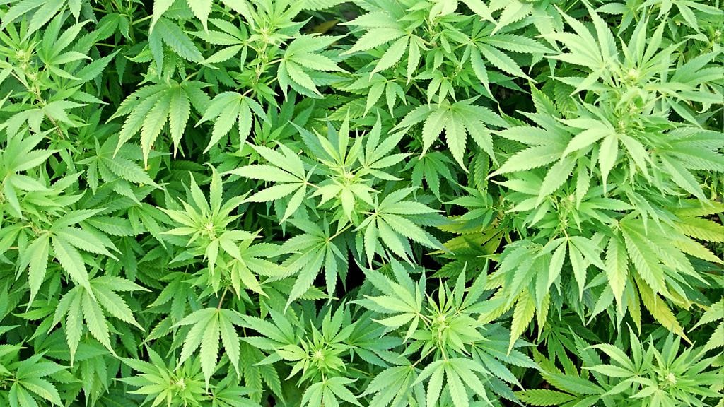 Kuivakakun sisään oli leivottu kannabista. Kuvituskuva.