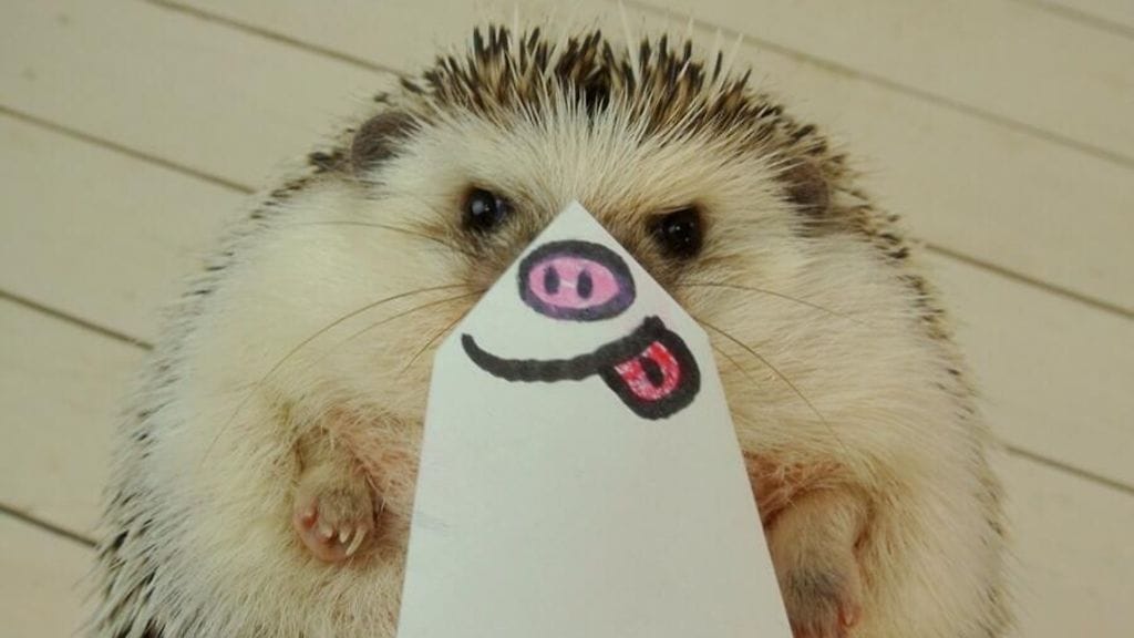 siili_marutaro6