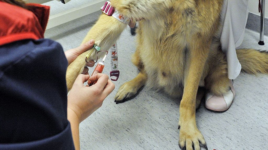 Lemmikeille myös otetaan entistä useammin hoitokuluvakuutuksia ja niitä käytetään lääkärissä entistä ahkerammin.