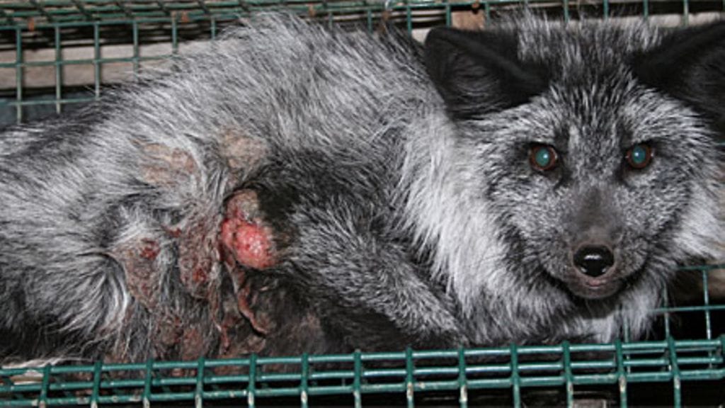 Kärsivä kettu sertifioidussa tarhassa Toholammilla syyskuussa 2009. (Kuva: Oikeutta Eläimille)