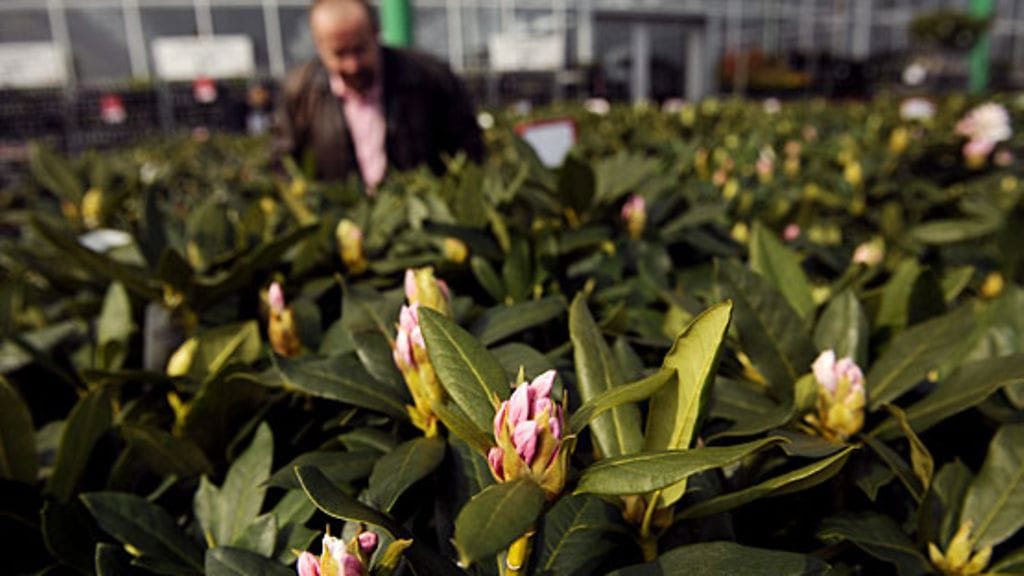 Kuva Vantaan Tammiston Plantagen-myymälästä 30.4.2010, puistoalppiruusuja myynnissä ulkopihalla. Kuva: Lehtikuva