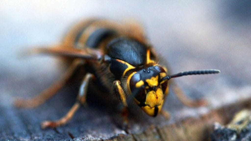 Kuvan ampiainen ei ole Saksasta Suomeen levinnyttä lajia. (Lehtikuva)