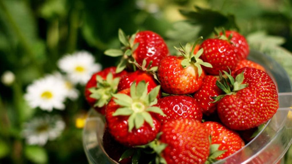 Mansikoiden vitamiinit säilyvät myös pakkasessa