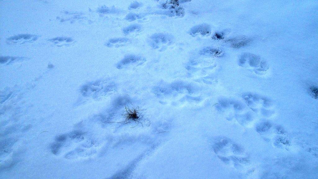 Rajavartijan epäillään ampuneen suden liikkuvasta autosta järven jäällä Kainuussa. Kuvituskuva.